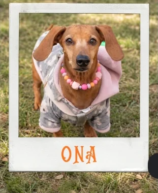 Ona, una perrita con buzo y collar de perlas rosadas, en un marco tipo polaroid con su nombre